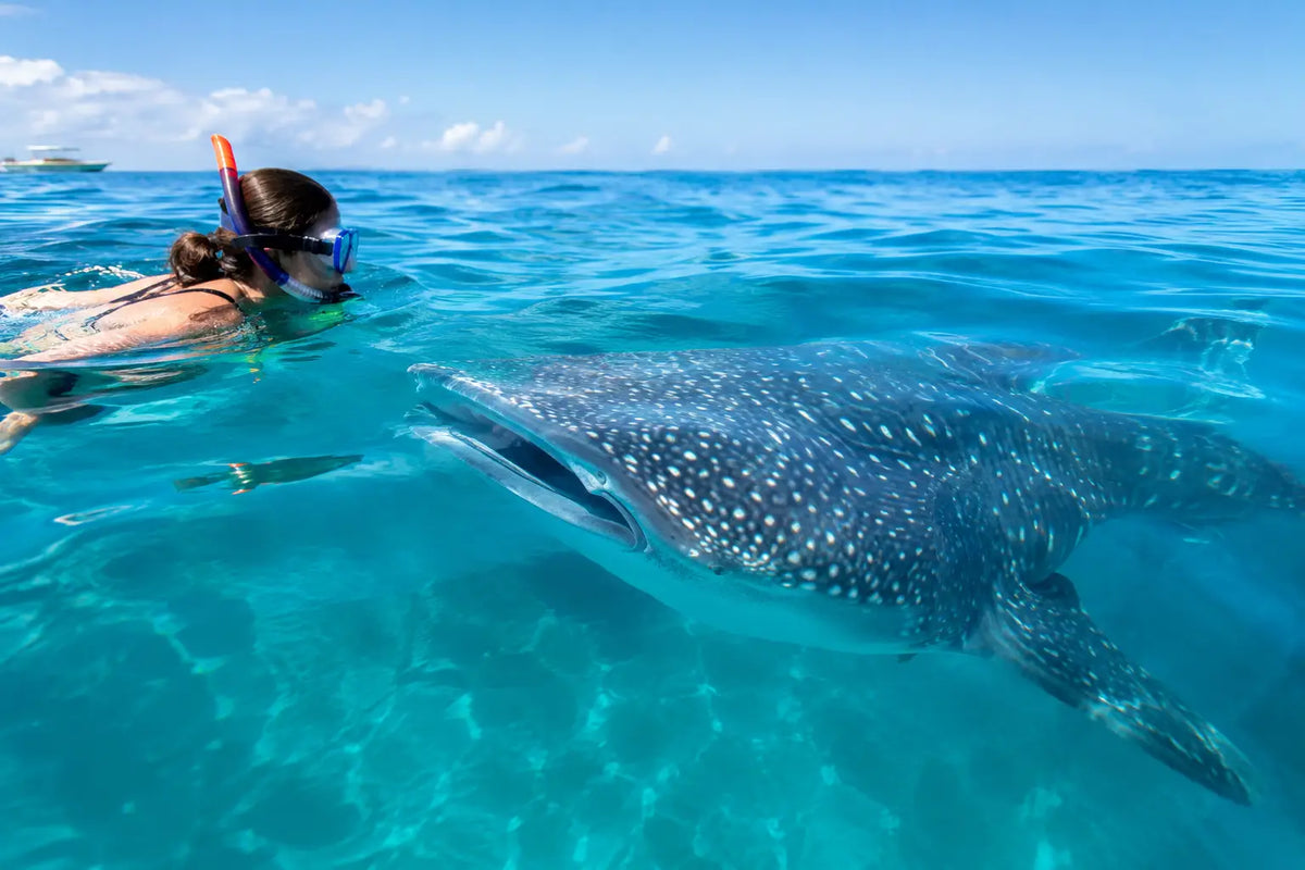 Squalo balena nella Riviera Maya: come scegliere il tour
